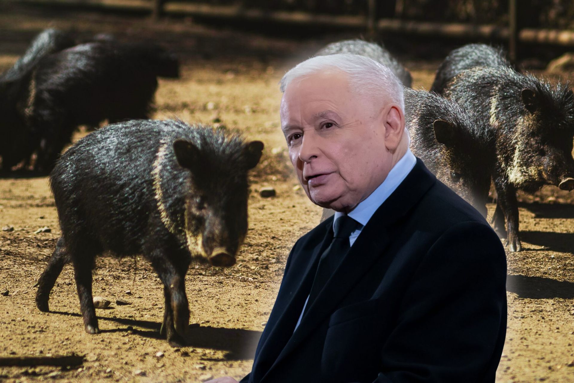 "Tak robiłem. I jakoś żyję". Kaczyński ma radę ws. dzików w mieście
