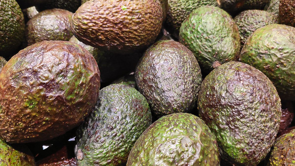 Kiedy awokado jest zepsute? Trzeba zwrócić uwagę na kilka rzeczy