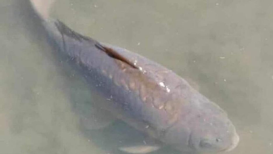 Prezydent Zambii i studenci opłakują śmierć niezwykłej ryby