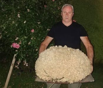 Ważył ponad 15 kg. Grzybiarz nie krył zdziwienia