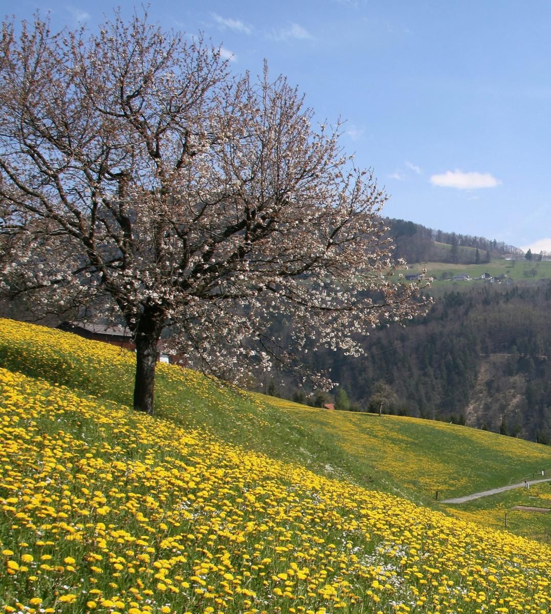 Głodujący przed wojną często sięgali po sałatkę z mniszka lekarskiego