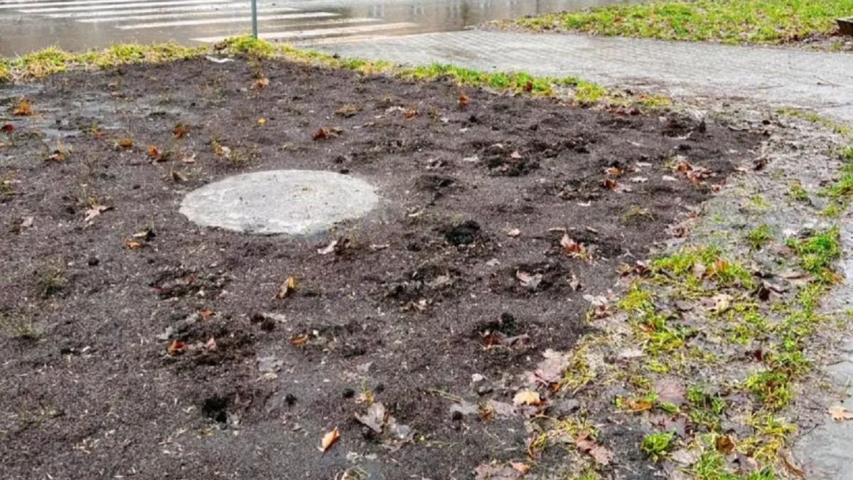 Kradzieże krzewów i zniszczony park.