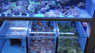 Rekordowy przemyt na Okęciu. 900 koralowców przejętych przez KAS