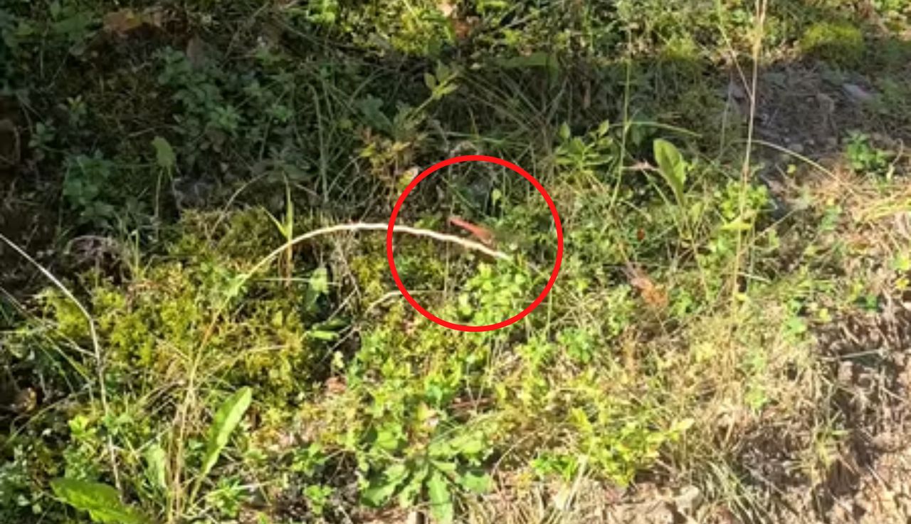 Zobaczył ją w lesie. Grzybiarz od razu zaczął nagrywać