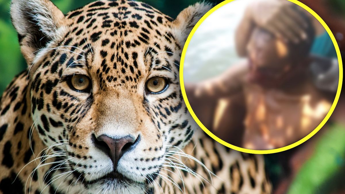 Jaguar zaatakował mężczyznę. Stracił wzrok i ma połamane kości 