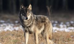 Wzruszająca historia wilka. Wraca w jedno konkretne miejsce