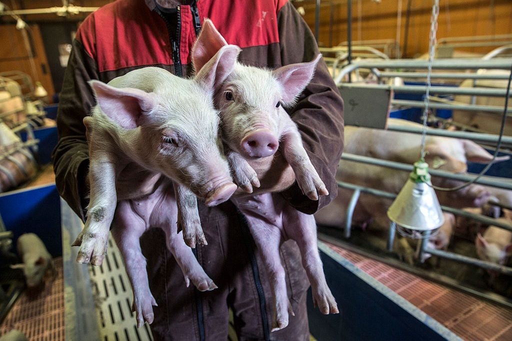 Operations At A French Pig Farm
A pig farmer holds piglets at a pig farm in Baraqueville, France, on Saturday, Aug. 21, 2015. About two-thirds of France is currently facing drought-related problems, FNSEA Farmers Union head Xavier Beulin says and also calls on the European Union to take measures to clear up the pork market currently under price pressure from German and Spanish production. Photographer: Balint Porneczi/Bloomberg via Getty Images
Bloomberg
EAME; EUROPE; EMEA;, MEAT; MEATS; PORK, PIG; PIGS; HOG; HOGS; LIVESTOCK, FARM; FARMING