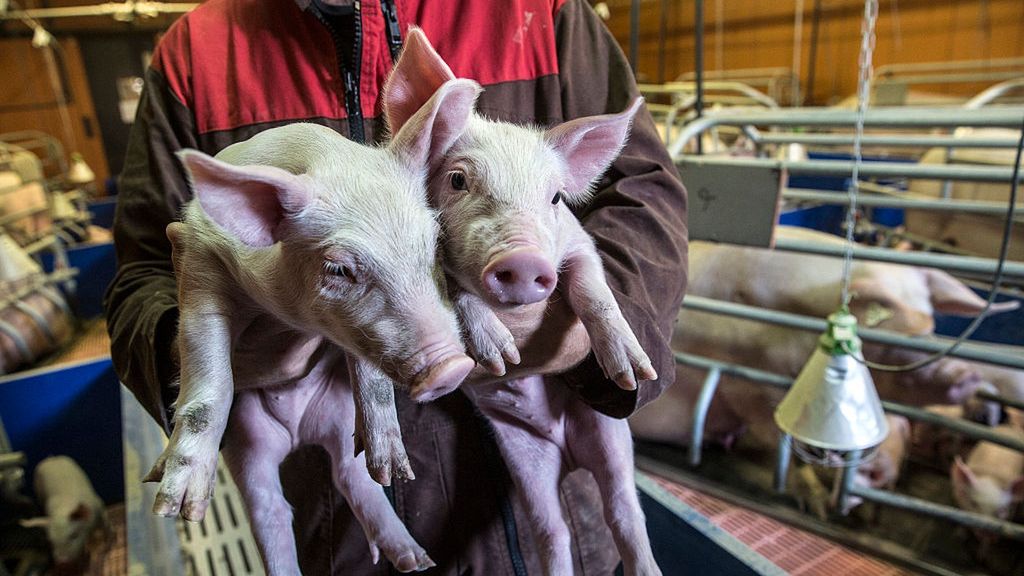 Operations At A French Pig Farm
A pig farmer holds piglets at a pig farm in Baraqueville, France, on Saturday, Aug. 21, 2015. About two-thirds of France is currently facing drought-related problems, FNSEA Farmers Union head Xavier Beulin says and also calls on the European Union to take measures to clear up the pork market currently under price pressure from German and Spanish production. Photographer: Balint Porneczi/Bloomberg via Getty Images
Bloomberg
EAME; EUROPE; EMEA;, MEAT; MEATS; PORK, PIG; PIGS; HOG; HOGS; LIVESTOCK, FARM; FARMING