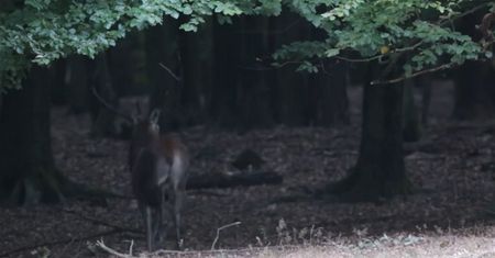 Leśnik aż zastygł. Ujrzał go między drzewami