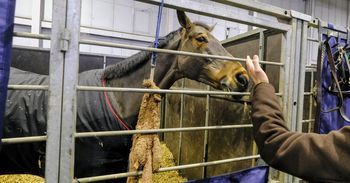 Poznań: Cavaliada - największa impreza jeździecka