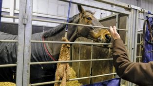Poznań: Cavaliada - największa impreza jeździecka