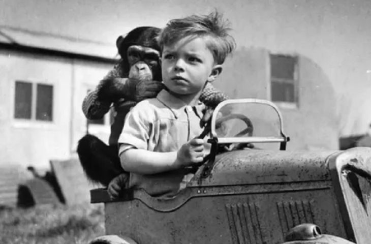 Adoptował szympansa, by wychować go z własnym synem. Eksperyment do dziś budzi kontrowersje