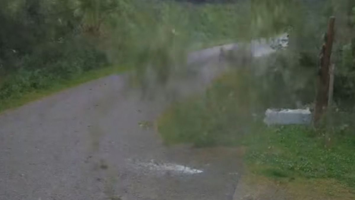 Leśnicy pokazują nagranie podczas burzy