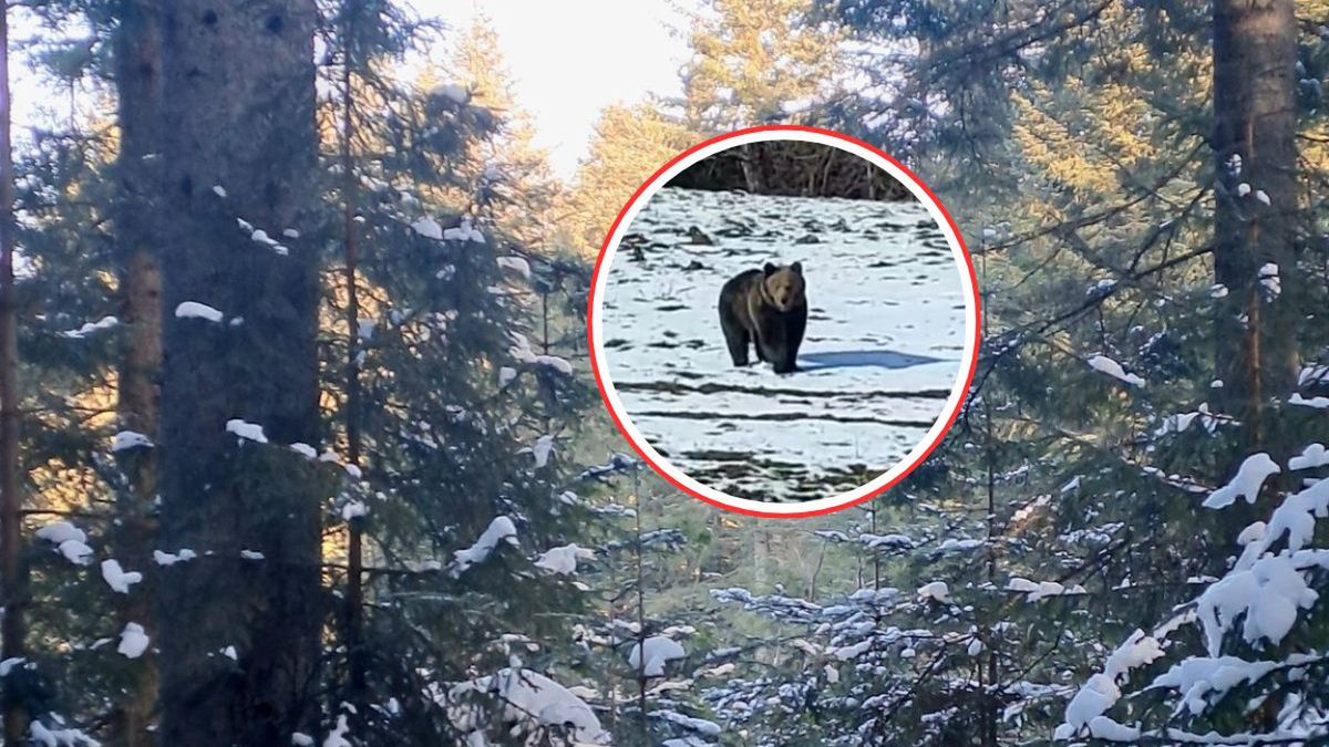 Spotkanie z niedźwiedziem w Bieszczadach