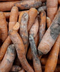 Auchan Piaseczno oferuje niejadalne marchewki. Klienci oburzeni