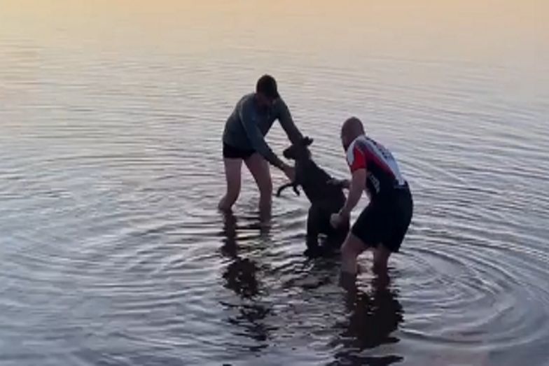 Niezwykła akcja ratunkowa. Zwierzę utknęło w jeziorze