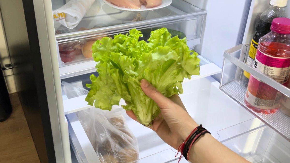 Sałata wkładana do lodówki