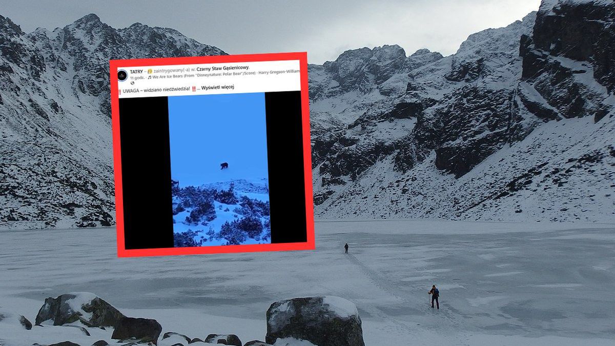 Niedźwiedź nad Czarnym Stawem Gąsienicowym