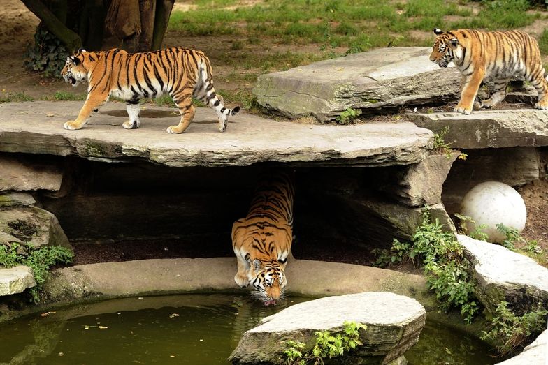 Niemcy: W kolońskim zoo tygrys śmiertelnie zranił swoją opiekunkę