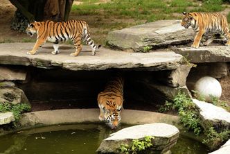 Niemcy: W kolońskim zoo tygrys śmiertelnie zranił swoją opiekunkę
