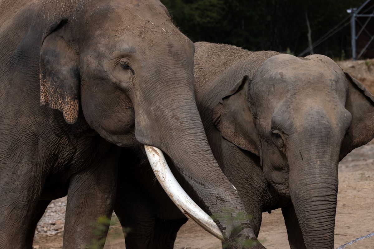 Azjatyckie słonie opłakują i grzebią swoich bliskich