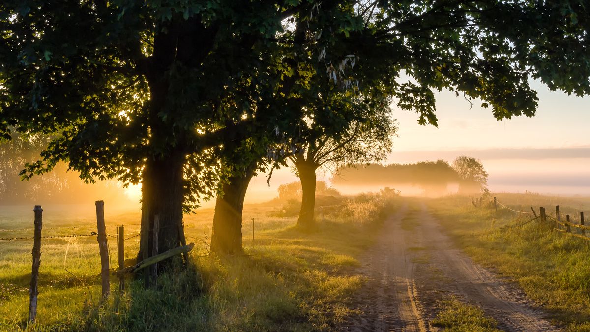 
polska, podlasie, podlaskie, droga, poranek, zamglenie, drzewa, miedza, krajobraz, natura