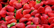 Fatalne wieści. Wielbiciele truskawek będą załamani
