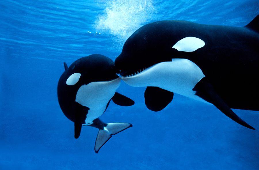 Killer whales?