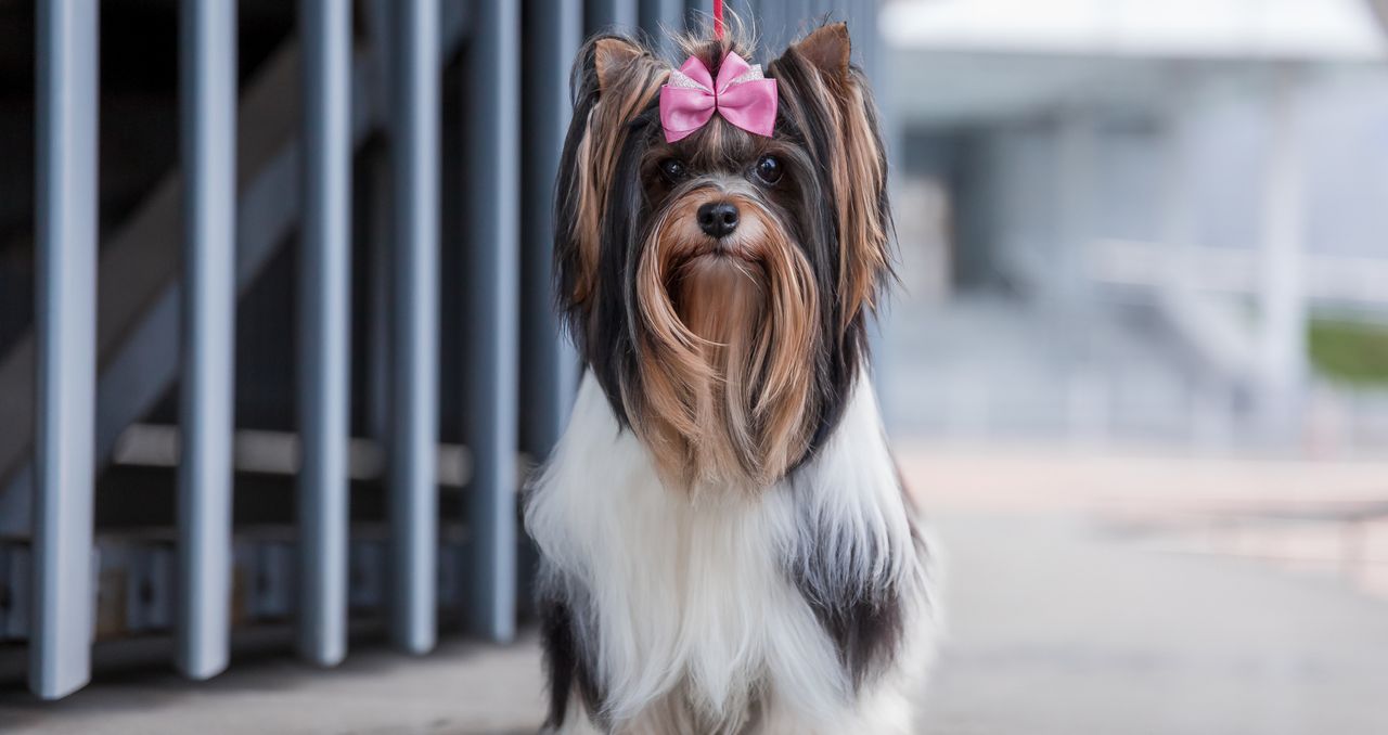 Biewer terrier. Mały pies o wielkim uroku, którego często myli się z yorkiem