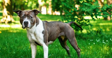 Amstaff pogryzł 7-latka. Pies nie był szczepiony