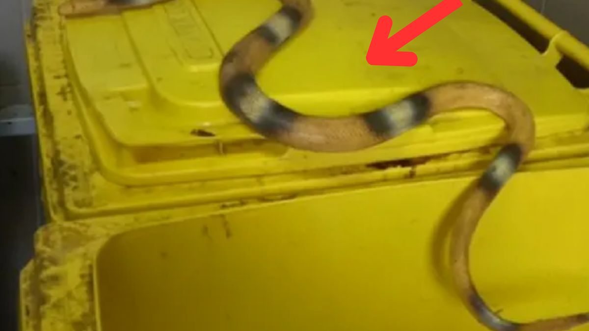 Tę interwencję strażnicy miejscy wspominać będą z rozbawieniem