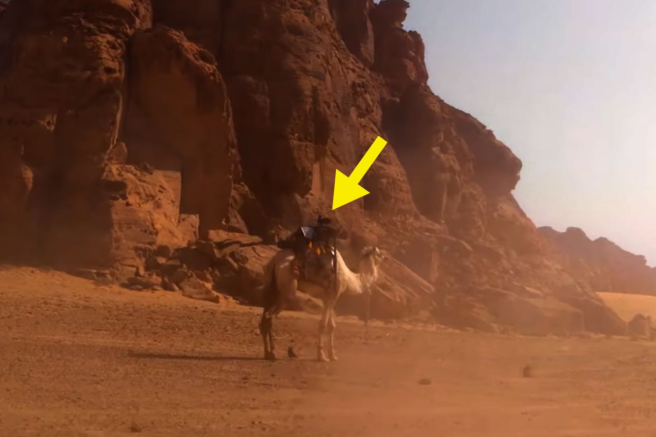 Wielbłąd z aparatem podróżuje po Arabii Saudyjskiej. Co to za akcja?