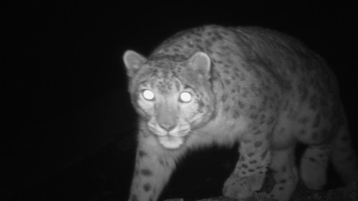 Zdjęcie lamparta śnieżnego