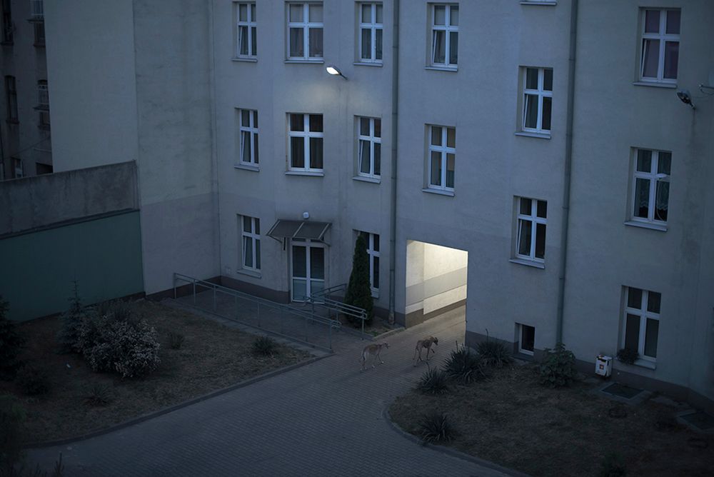 Skandynawski minimalizm i samotność w pracach Weroniki Izdebskiej 14