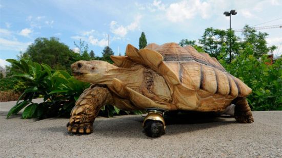 Niepełnosprawny żółw i pomysłowi weterynarze [wideo] 1