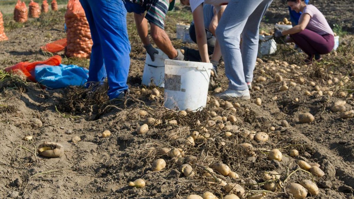 Urlop bezpłatny może wziąć pracownik chcący podjąć pracę tymczasową za granicą