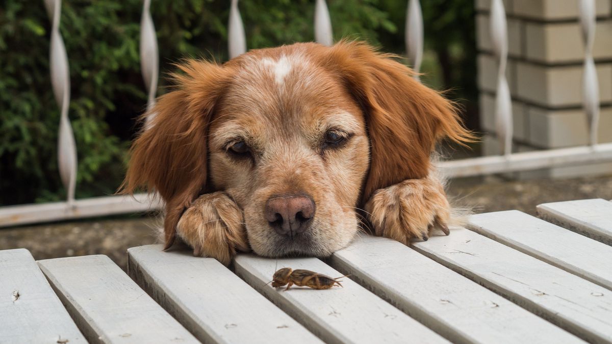 Owadzie białko coraz częściej gości na psim stole