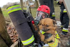 Pies przeżył koszmar. Utknął w 20-metrowej studni