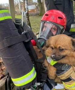 Pies przeżył koszmar. Utknął w 20-metrowej studni