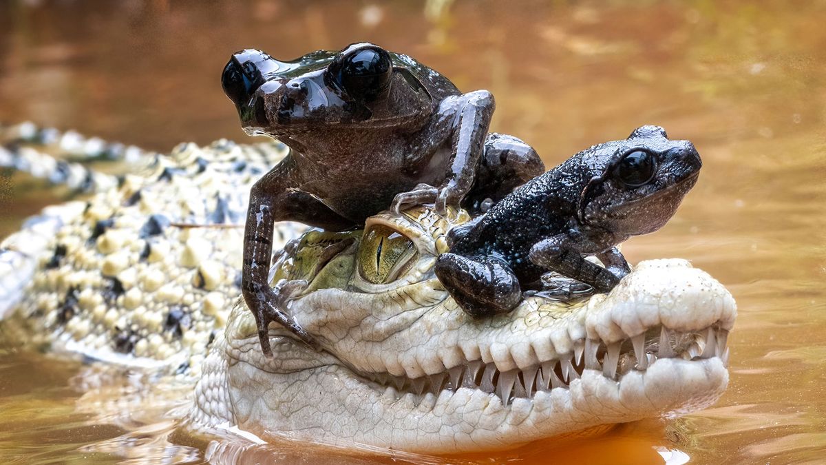 FROG ON  A CROCODILE TAXI
(PICTURED  frogs using a happy crocodile as a  taxi) These cheeky frogs hitch a ride on this crocodile taxi across the pond.Taken by Dzulfikri, 50, from Bekasi, Indonesia, who captured these brilliant images of these frogs hopping on for a ride in style. Dzulfikri said: "The pond is not very big and is home to baby crocodiles and frogs. I manage to capture unique moments at the pond such as the frogs jumping and landing on the crocodiles. "To me, it looked like they were playing together, so I just knew in this situation I needed to capture it on camera."  .,Image: 760918074, License: Rights-managed, Restrictions: It is not permitted to use or publish this image in a way which does not reflect a fair and true representation of the original context or in a manner which might be defamatory to any person or body or which is likely to bring the image Caters News or its licensees into disrepute., Model Release: no, Credit line: Dzulfikri/ CATERS NEWS / Caters News / Forum
Dzulfikri/ CATERS NEWS / Caters
amazing, amphibian, amphibians, animal, animals, animals & wildlife, bekasi, blue eye, blue eyes, croc, crocodile, crocodiles, dzulfikri, frogs, indonesia, plant, plants. cute, pond, ponds, reptile, reptiles. frog, toad, toads, unlikely friend, unlikely friends, west java, wild animals