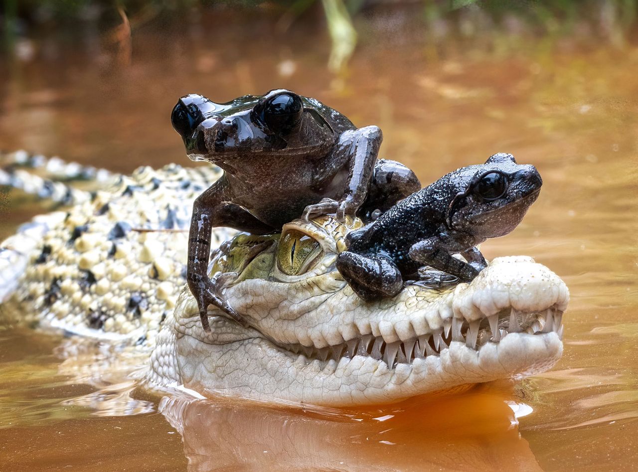 Żaby zrobiły sobie taksówkę z krokodyla. Gad płynął dalej