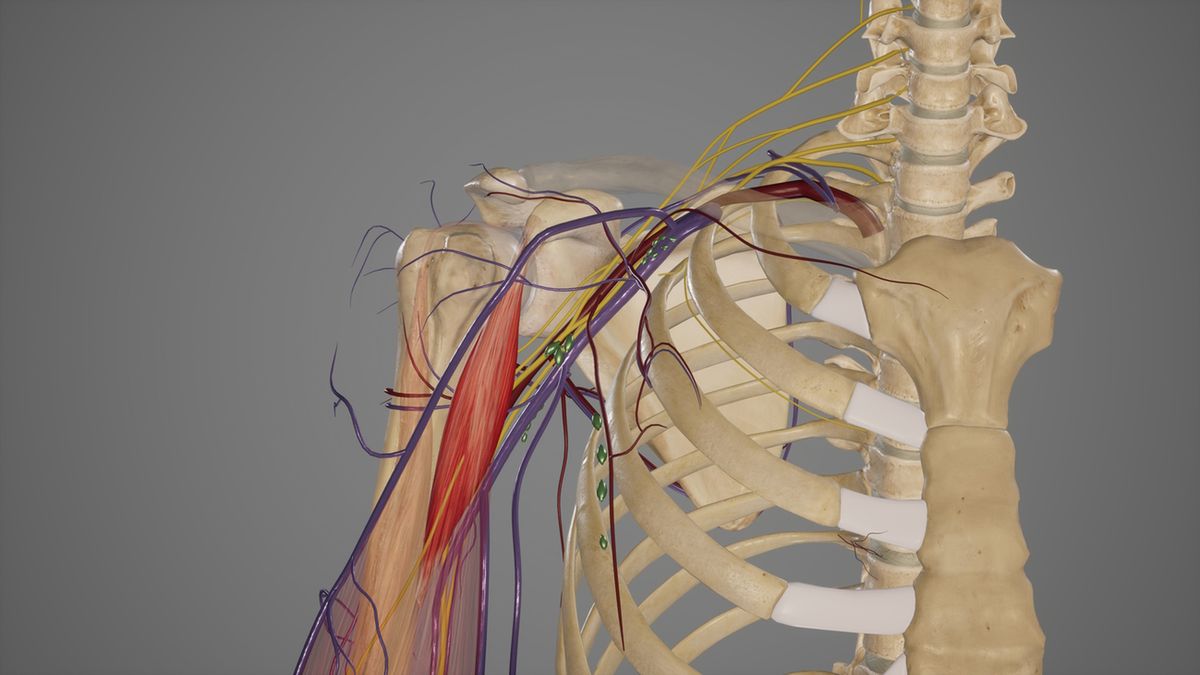 Splot ramienny jest siecią włókien nerwowych