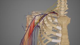 Splot ramienny – anatomia, funkcje i patologie