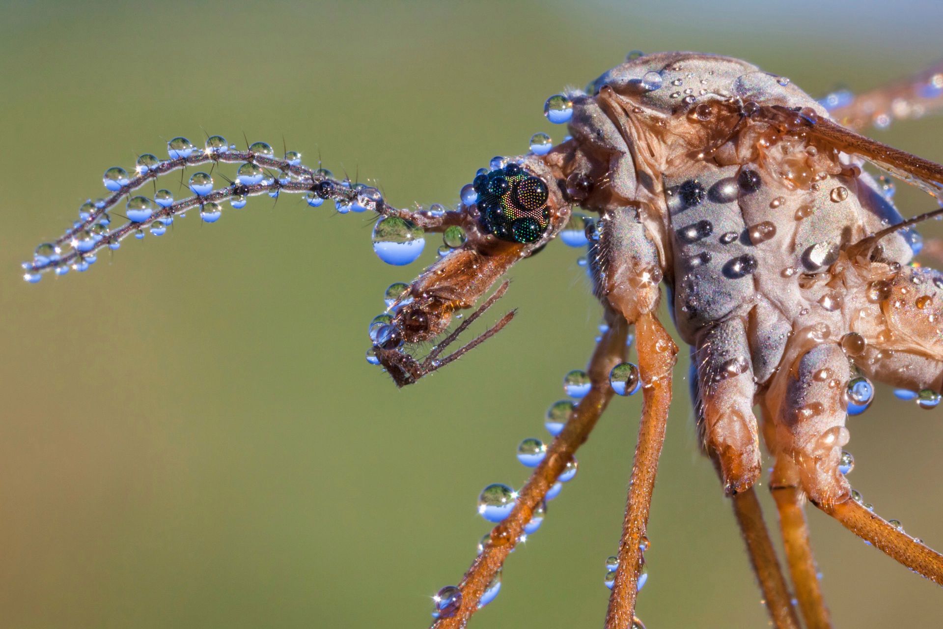 The British Wildlife Photography Awards 2015, czyli fotografia przyrody w najlepszym wydaniu 4