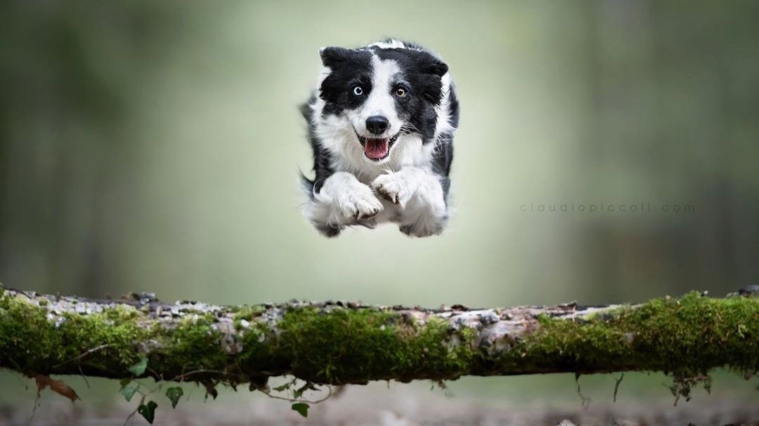 Psy w locie wyglądają majestatycznie. Ten fotograf ma wyczucie czasu! 1