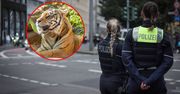 Dramat w Niemczech. Tygrys uciekł z wybiegu. Jest finał sprawy