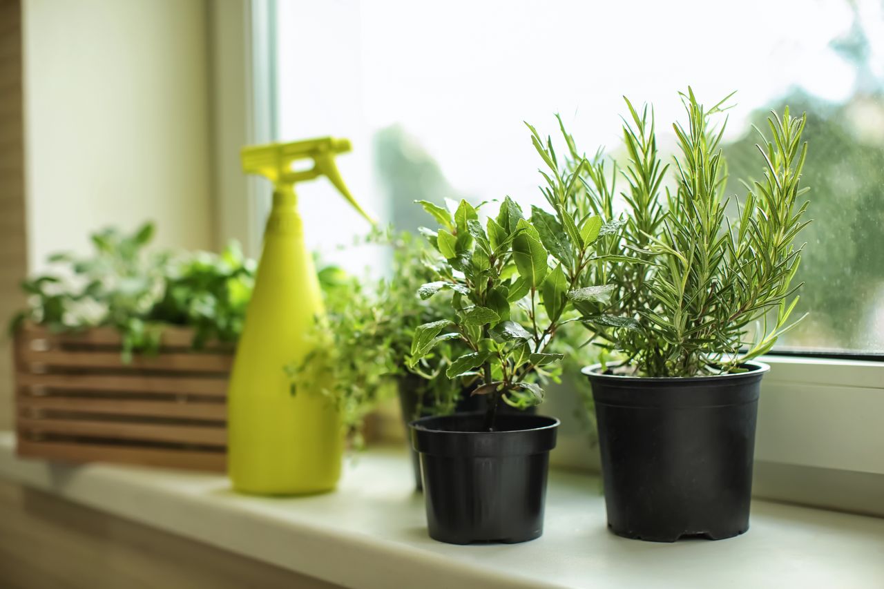 How to keep your supermarket herbs thriving at home