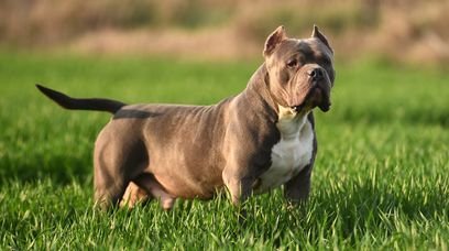 Zakaz posiadania psów rasy American Bully XL. Jest decyzja premiera