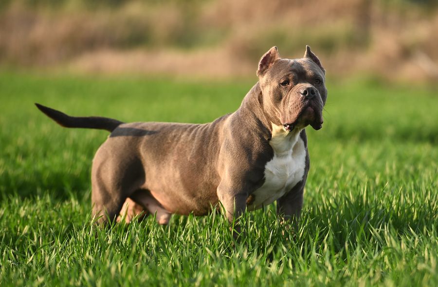 Premier zakazał posiadania American Bully