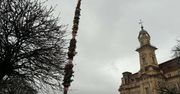 Palma wielkanocna stanęła na rynku w Nowym Sączu